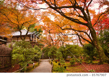 京都嵐山的紅葉名勝Hogon-in 85767907