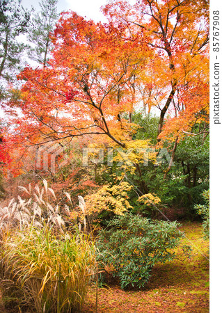 京都嵐山的紅葉名勝Hogon-in 85767908