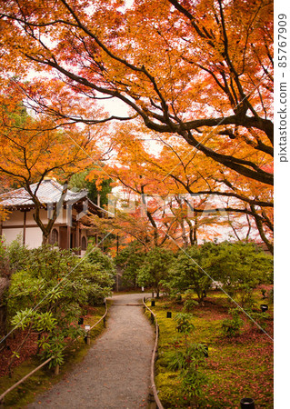 Hogon-in, a famous spot for autumn leaves in Arashiyama, Kyoto Hogon-in, a famous spot for autumn leaves in Arashiyama, Kyoto 85767909