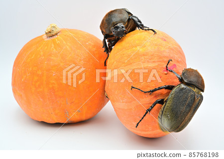 Hercules beetle female Hercules beetle female 85768198