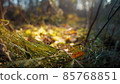 Brown fallen leaves and sticks on green and yellow grass growing on autumn forest glade at bright sunlight extreme closeup 85768851