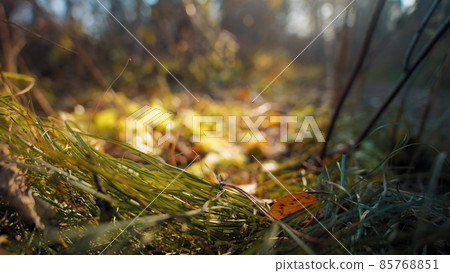 Brown fallen leaves and sticks on green and yellow grass growing on autumn forest glade at bright sunlight extreme closeup 85768851