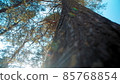 Trunk of high pine tree with thick bark and green moss growing in coniferous forest under blue sky close low angle view 85768854