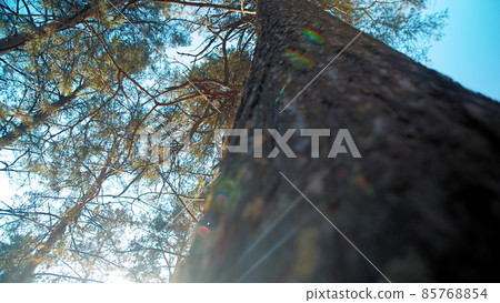 Trunk of high pine tree with thick bark and green moss growing in coniferous forest under blue sky close low angle view 85768854