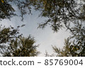 Pine trees and sky top view natural background holiday vacation 85769004