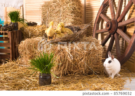 Rural easter decorating. Hay, wooden cart wheel, rabbit and ducklings. Studio interior 85769032