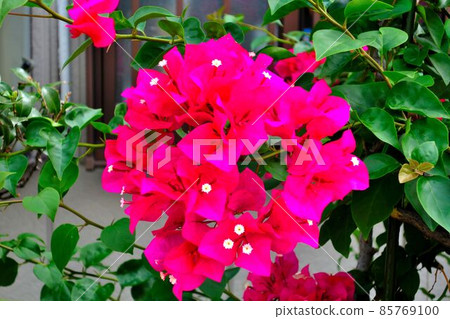 這是一朵可愛的粉紅色花朵，開在路邊。 85769100