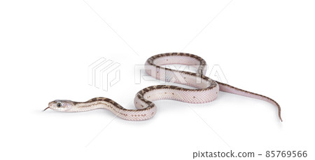 Snake on white backgound 85769566