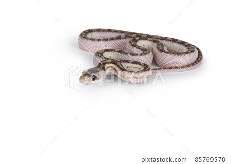 Snake on white backgound Snake on white backgound 85769570