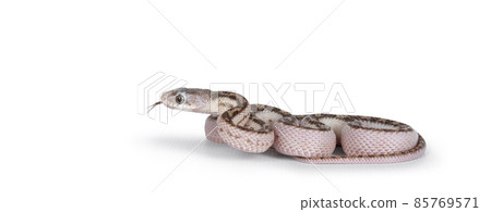 Snake on white backgound Snake on white backgound 85769571