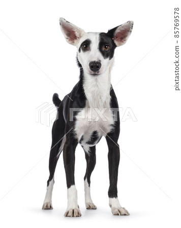 Black and white dog on white background Black and white dog on white background 85769578