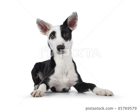 Black and white dog on white background Black and white dog on white background 85769579