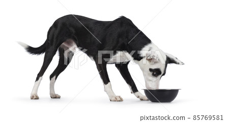 Black and white dog on white background Black and white dog on white background 85769581