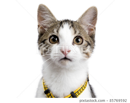 Stray cat kitten on white background 85769592