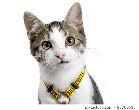 Stray cat kitten on white background Stray cat kitten on white background 85769593