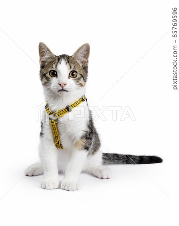 Stray cat kitten on white background Stray cat kitten on white background 85769596