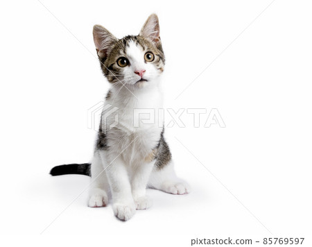 Stray cat kitten on white background 85769597