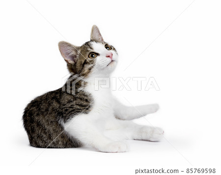 Stray cat kitten on white background Stray cat kitten on white background 85769598