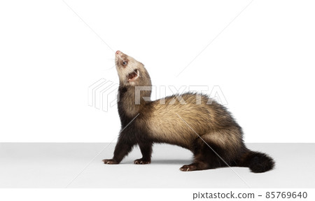 Studio shot of cute little white grey ferret isolated over white background. Concept of happy domestic and wild animals, care 85769640
