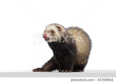 Studio shot of cute little white grey ferret isolated over white background. Concept of happy domestic and wild animals, care 85769668