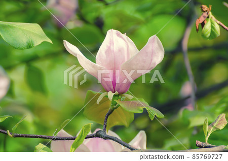 Magnolia spring flowers Magnolia spring flowers 85769727
