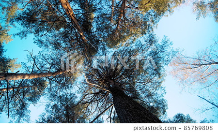 High pine trees crowns with green needles and trunks covered with bark under cloudless blue sky low angle view slow motion 85769808