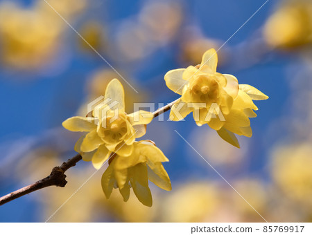 A close-up of the Japanese allspice, a yellow midwinter flower with a sweet scent. A close-up of the Japanese allspice, a yellow midwinter flower with a sweet scent. 85769917