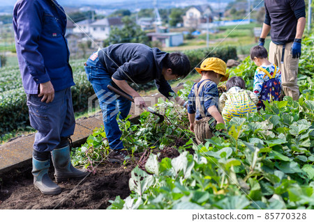 家庭土豆挖掘，紅薯田收穫 85770328
