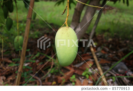 Green mango is not ripe on the trees in the orchard. Green mango is not ripe on the trees in the orchard. 85770913