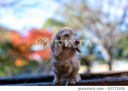 臘腸犬在公園散步 85771056