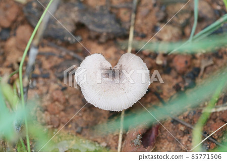 Tropical poisonous mushrooms blossoming in the forest. Tropical poisonous mushrooms blossoming in the forest. 85771506