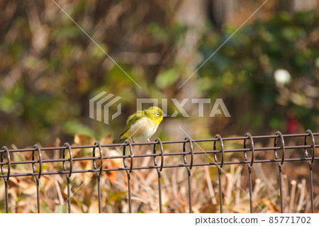 White-eye of winter hair perching on the fence White-eye of winter hair perching on the fence 85771702