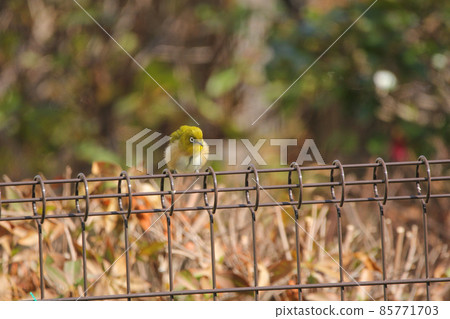 White-eye of winter hair perching on the fence White-eye of winter hair perching on the fence 85771703