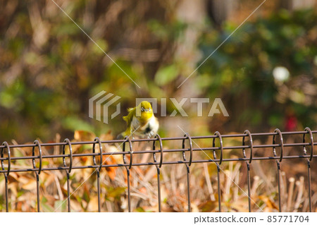 White-eye of winter hair perching on the fence White-eye of winter hair perching on the fence 85771704