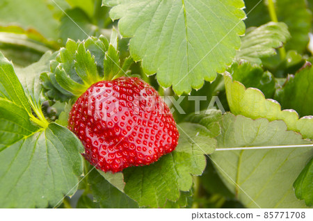 Strawberry. Ichie. 85771708