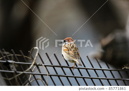 Sparrow with winter hair perching on the fence Sparrow with winter hair perching on the fence 85771861