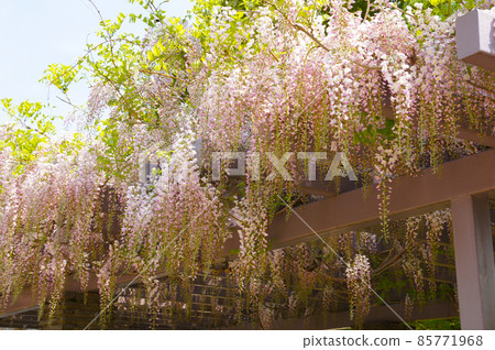松代城的紫藤花【長野縣】 松代城的紫藤花【長野縣】 85771968