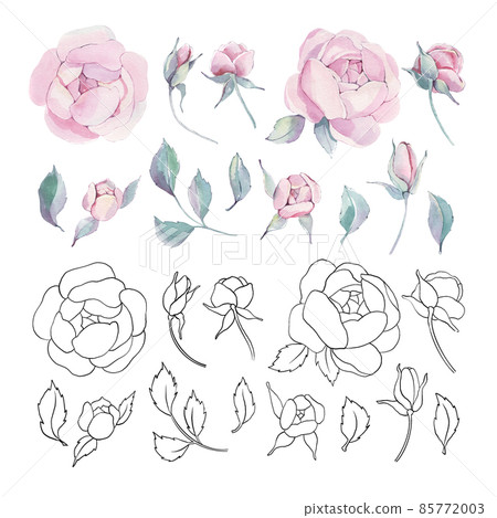 Watercolor and line peonies. Floral elements set. Botanical illustration of flowers and leaves. Objects isolated on white background. For wedding, invitation card, scrapbooking, wallpaper, postcard. 85772003