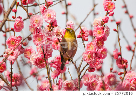 White-eye perching on plum blossoms 85772016