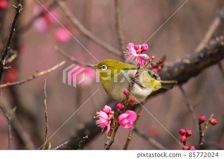 白眼棲息在梅花上 85772024