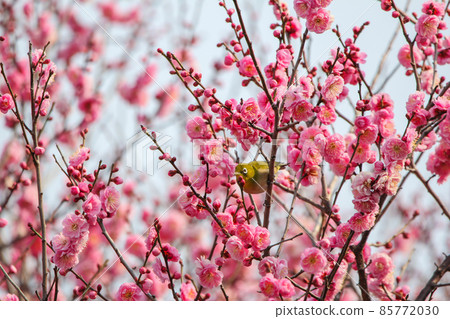 白眼棲息在梅花上 白眼棲息在梅花上 85772030