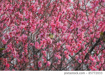 White-eye perching on plum blossoms White-eye perching on plum blossoms 85772033