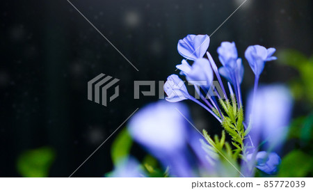 Plumbago auriculata 和一個雪夜 Plumbago auriculata 和一個雪夜 85772039