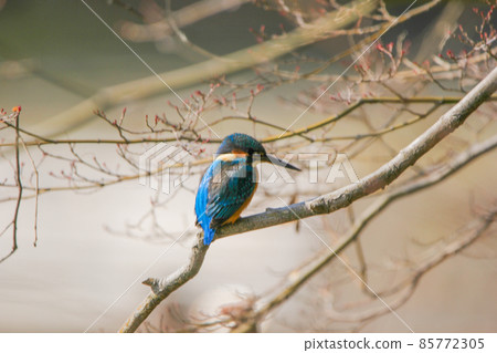 Kingfishes that stop on branches Kingfishes that stop on branches 85772305