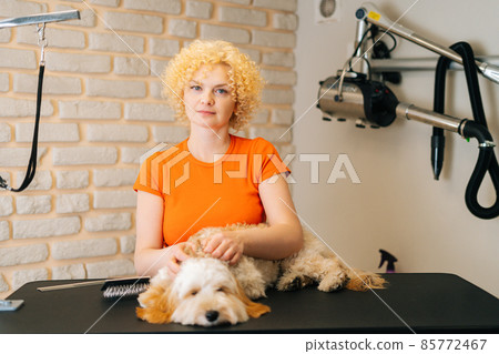 Portrait of female groomer stroking curly Labradoodle dog before brushing and shearing, preparation to bathing at grooming salon, looking at camera. 85772467