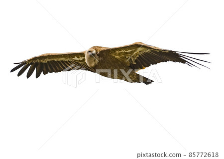 verdon vulture griffon buzzard bird isolated on white background 85772618