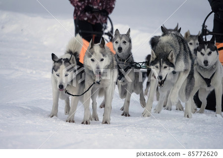 Sled dog in snowy mountains 85772620