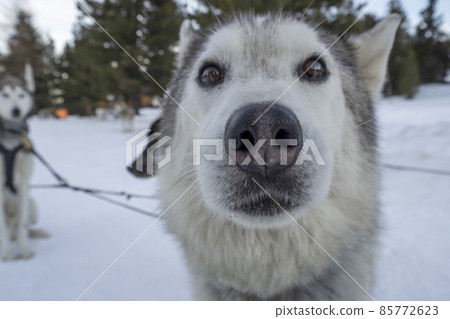 Sled dog husky portrait in snow mountains white background looking at you 85772623