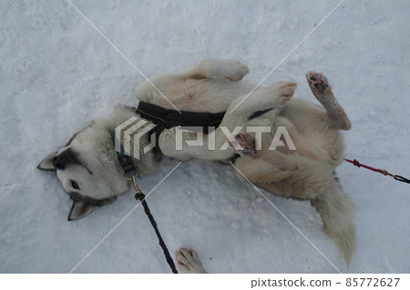 Sled dog husky portrait in snow mountains white background looking at you Sled dog husky portrait in snow mountains white background looking at you 85772627