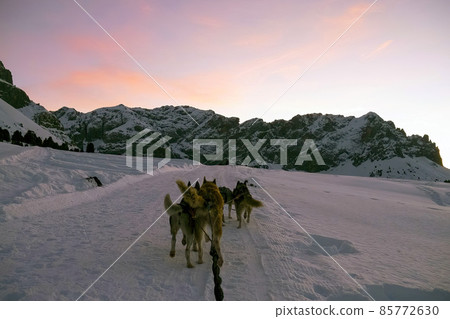 Sled dog in snowy mountains at sunset in dolomites 85772630